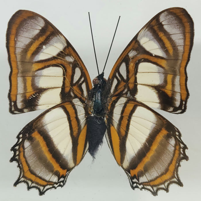 Double Butterfly Display