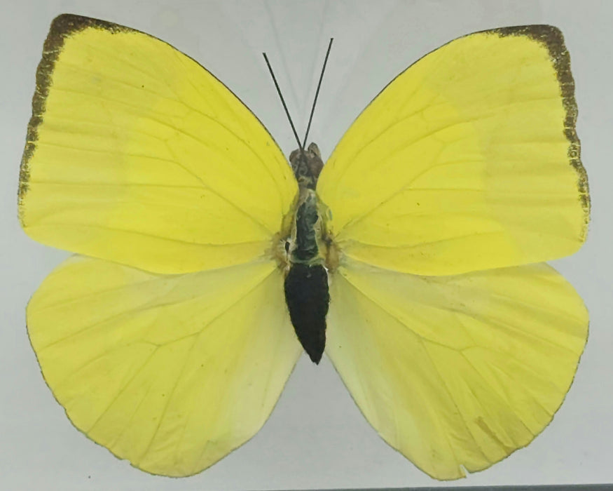 Double Butterfly Display