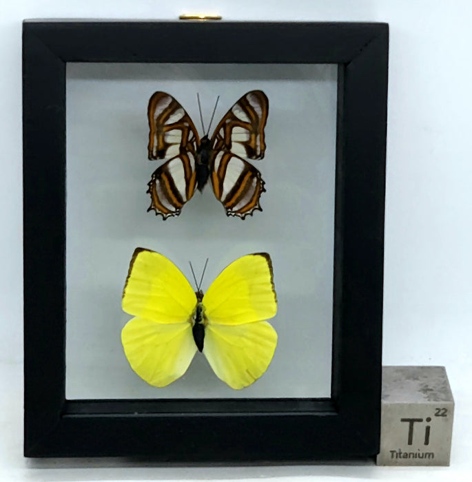 Double Butterfly Display