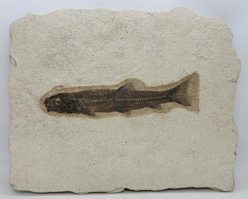 In Stone Fossils