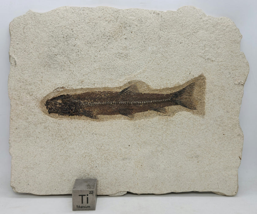 Juvenile Notogoneus osculus | Green River Formation | Wyoming
