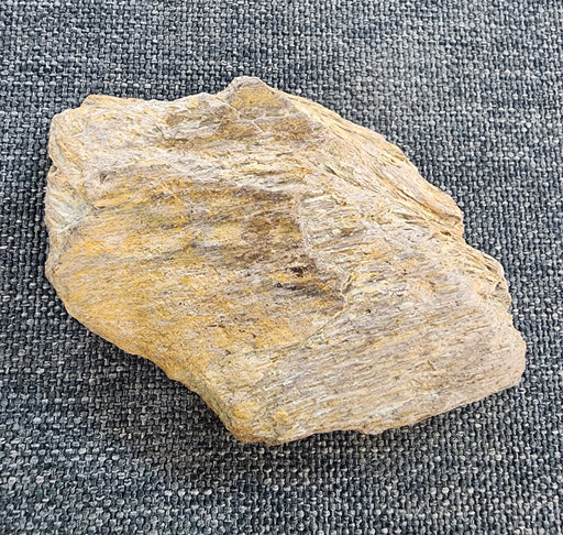 In Stone Fossils