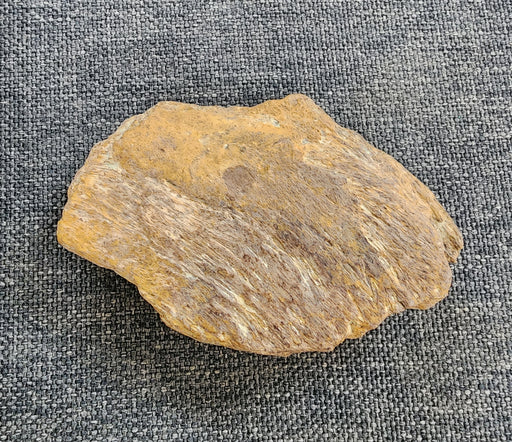 In Stone Fossils