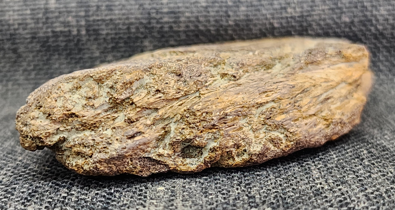 Edmontosaurus Bone | Montana