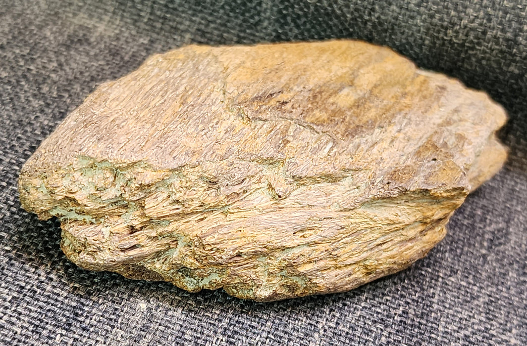 Edmontosaurus Bone | Montana