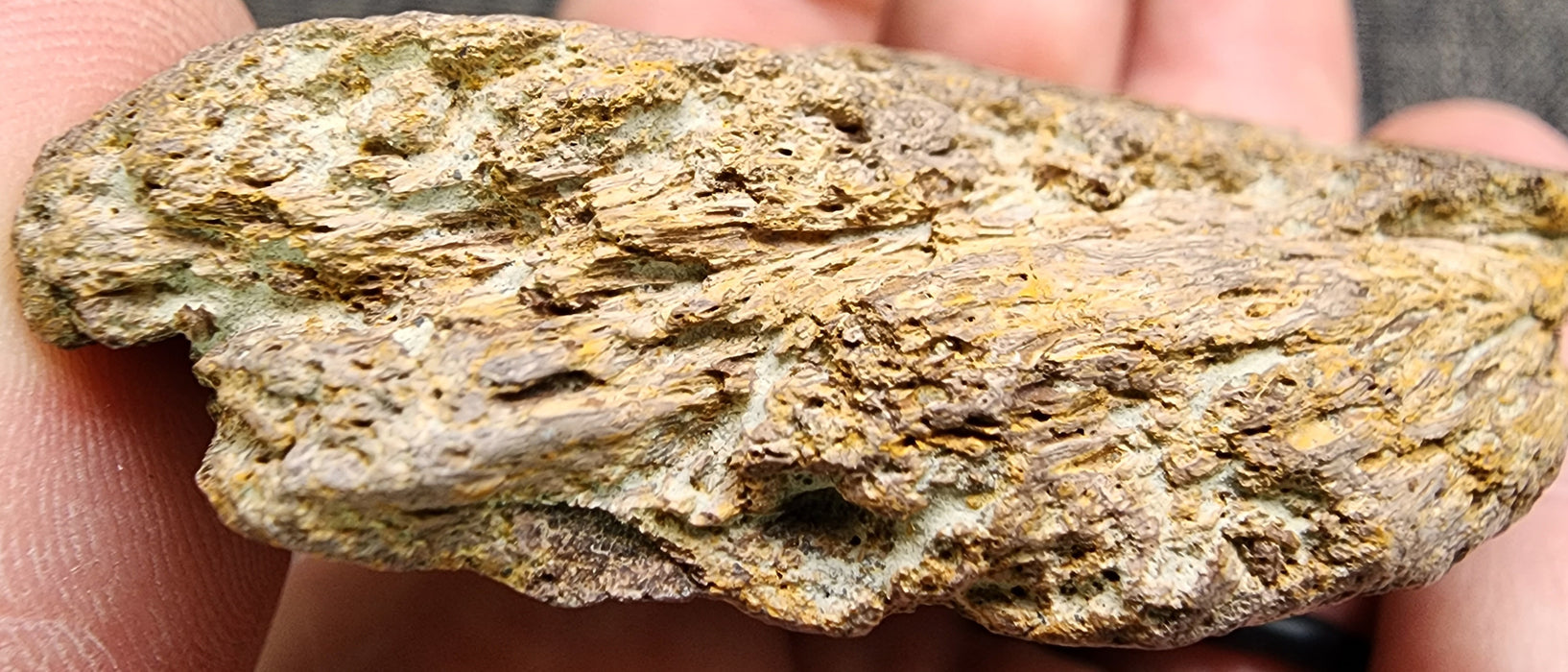 Edmontosaurus Bone | Montana