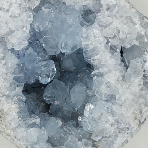 In Stone Fossils