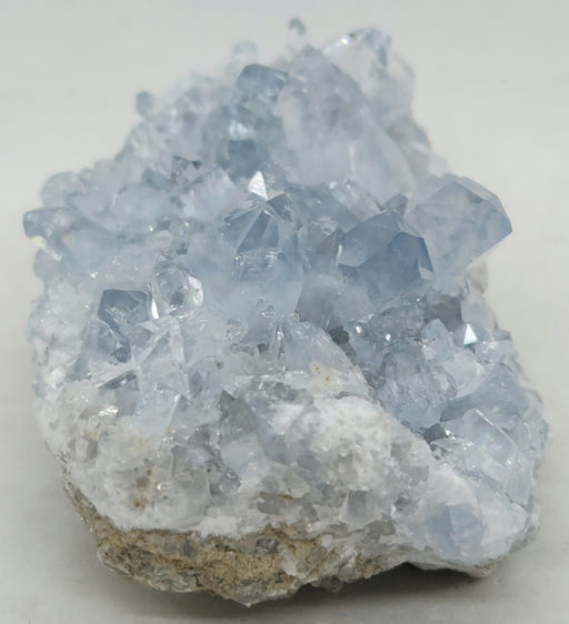 In Stone Fossils