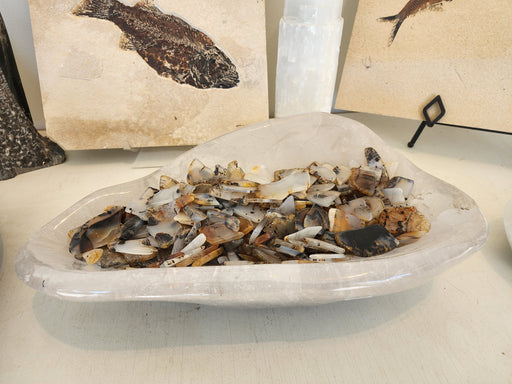 In Stone Fossils