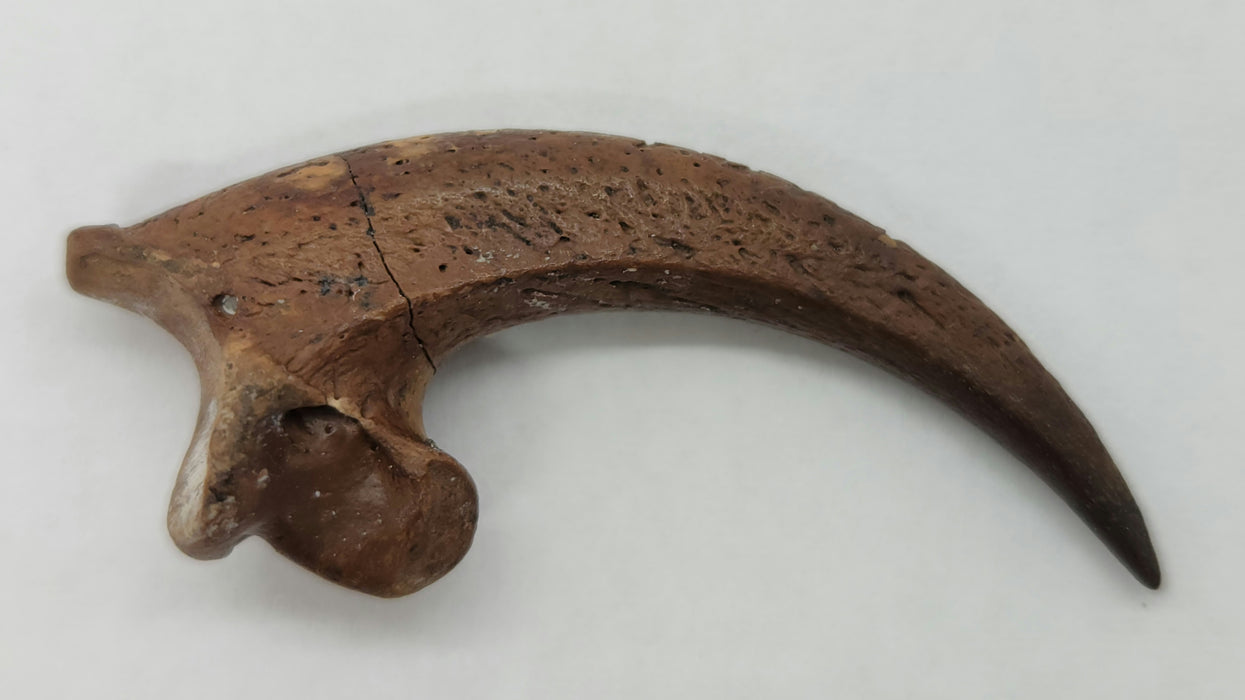 La Brea Golden Eagle Talon | Aquila chrysaetos | Maricopa, California
