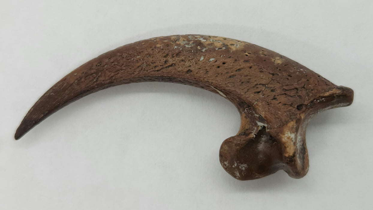 La Brea Golden Eagle Talon | Aquila chrysaetos | Maricopa, California