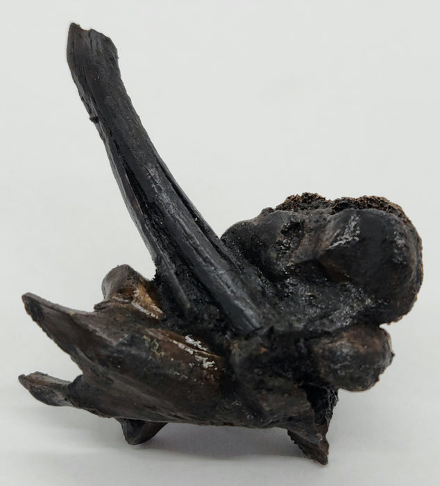 La Brea Bird Bones