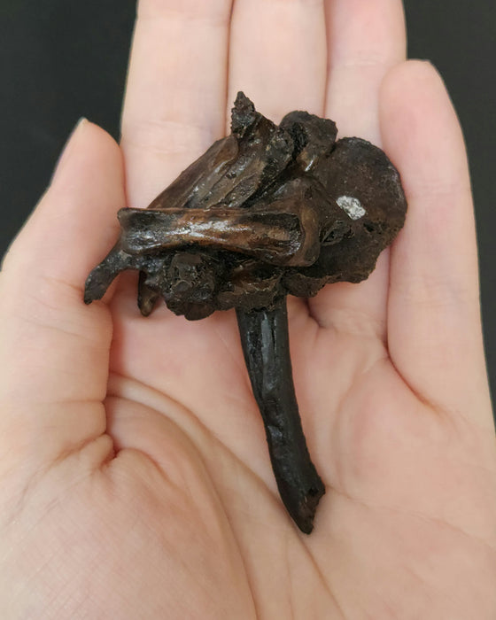 La Brea Bird Bones