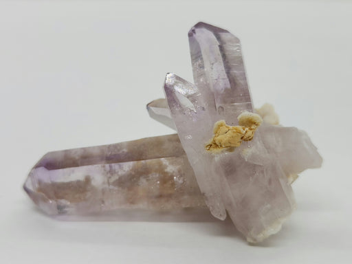 In Stone Fossils