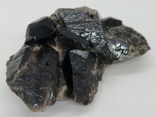 In Stone Fossils