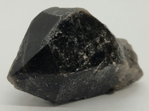 In Stone Fossils