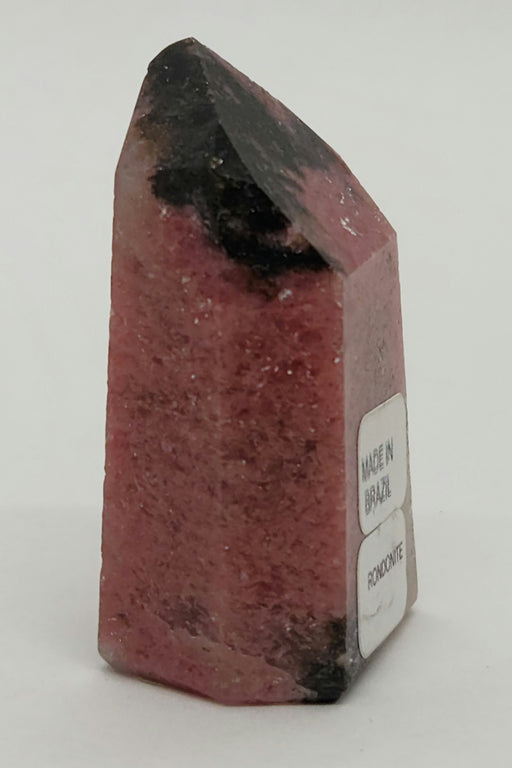 In Stone Fossils