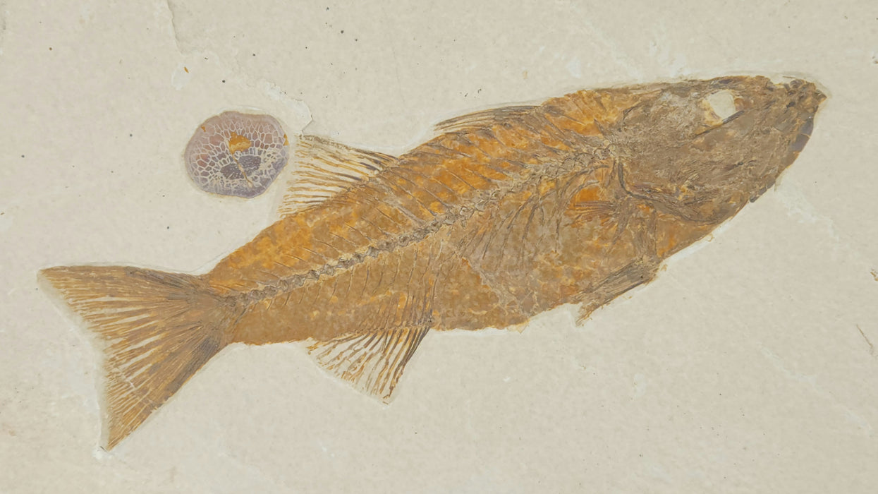 Mioplosus labracoides and Phareodus testis with Phareodus scale | Green River Formation | Wyoming
