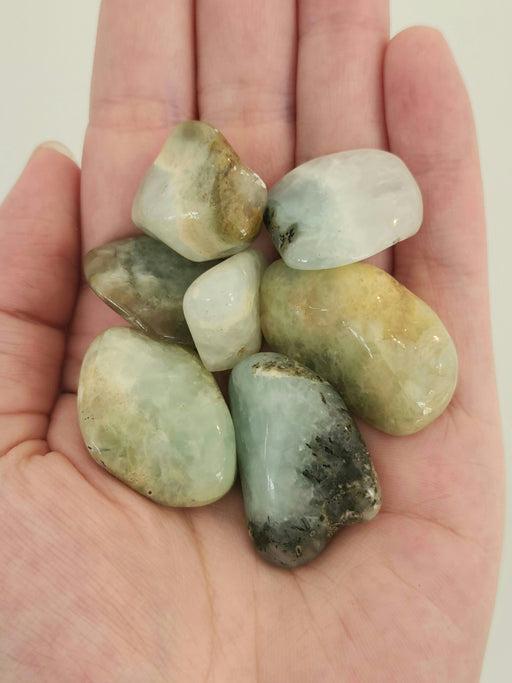 In Stone Fossils