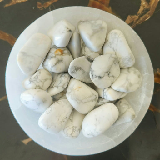 In Stone Fossils