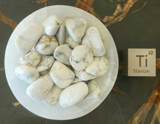 In Stone Fossils