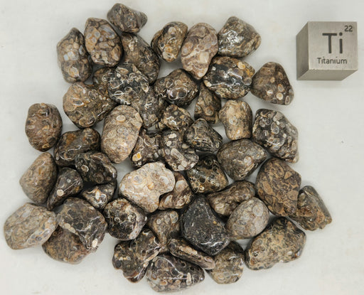 In Stone Fossils