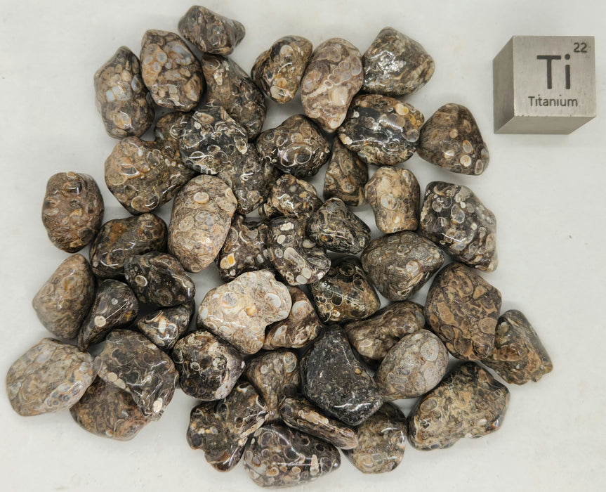 Wyoming Turritella Tumbled Stones