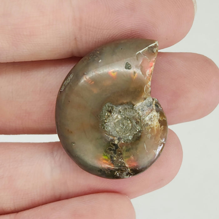 Fire Ammonites - Small | Medium | Large | Extra Large