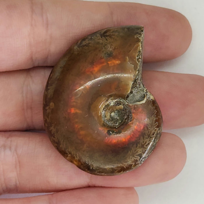 Fire Ammonites - Small | Medium | Large | Extra Large