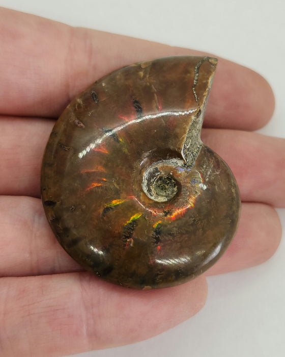 Fire Ammonites - Small | Medium | Large | Extra Large