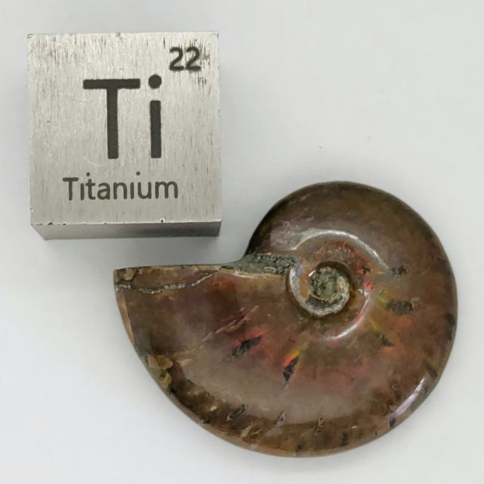Fire Ammonites - Small | Medium | Large | Extra Large