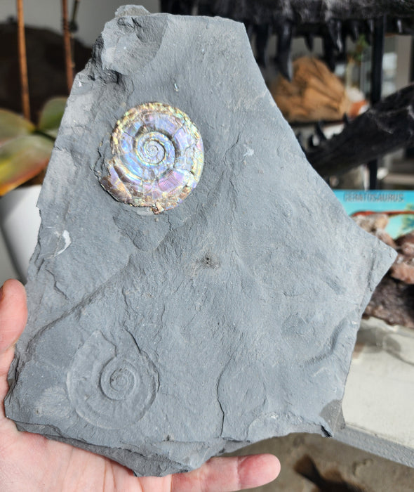 A++ Quality Psiloceras planorbis| Jurassic Rainbow Ammonite | England