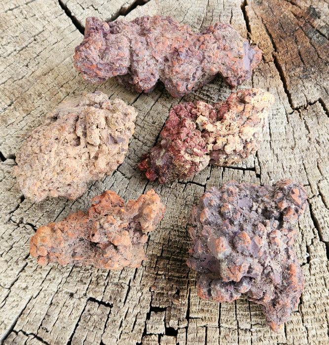 Turtle Coprolite (Fossil Feces)