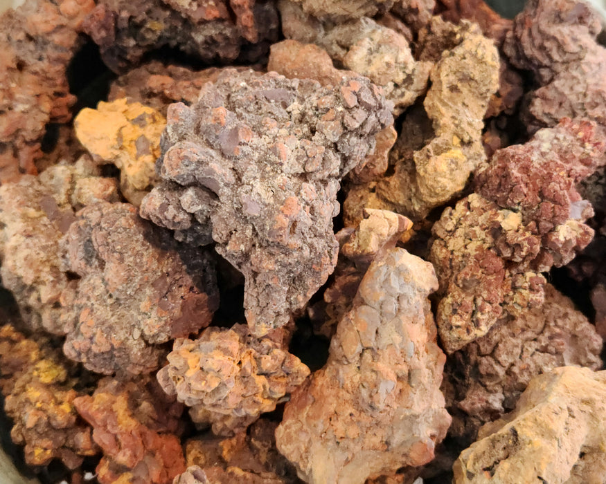 Turtle Coprolite (Fossil Feces)