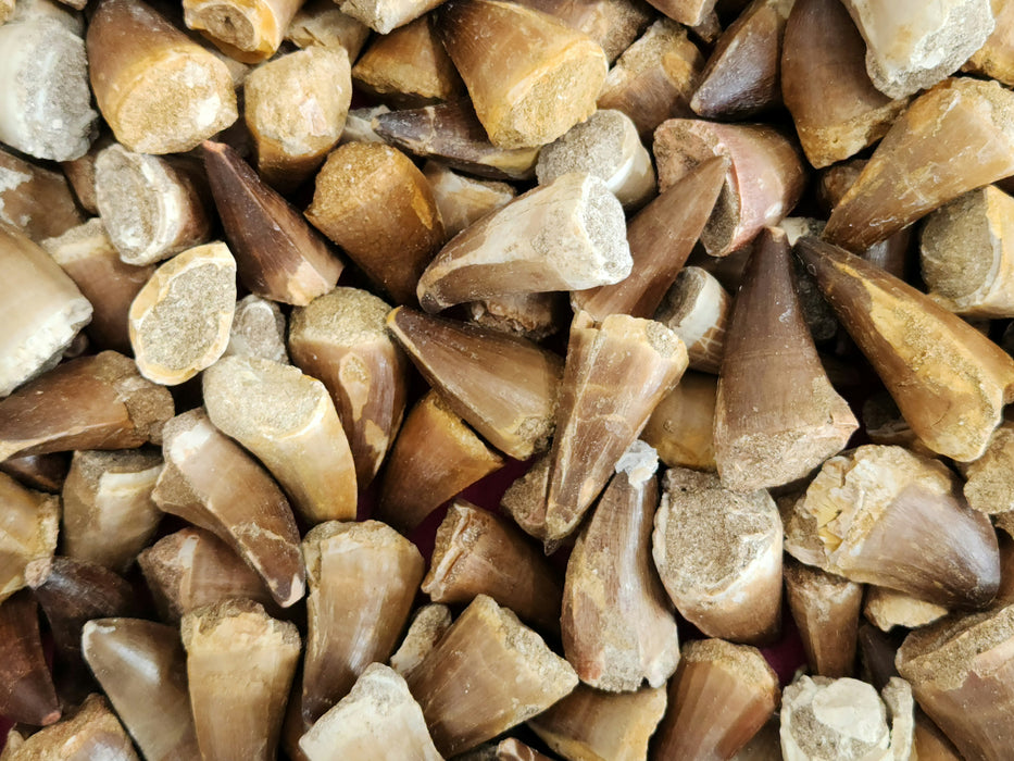 Large Mosasaur Teeth (loose) | Morocco