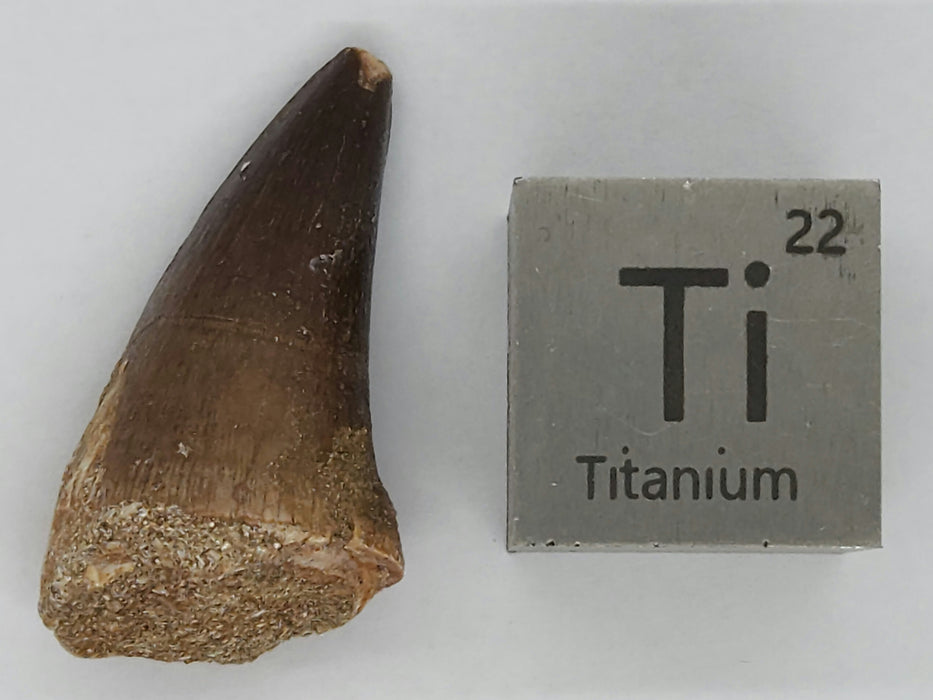 Large Mosasaur Teeth (loose) | Morocco