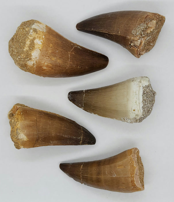Large Mosasaur Teeth (loose) | Morocco
