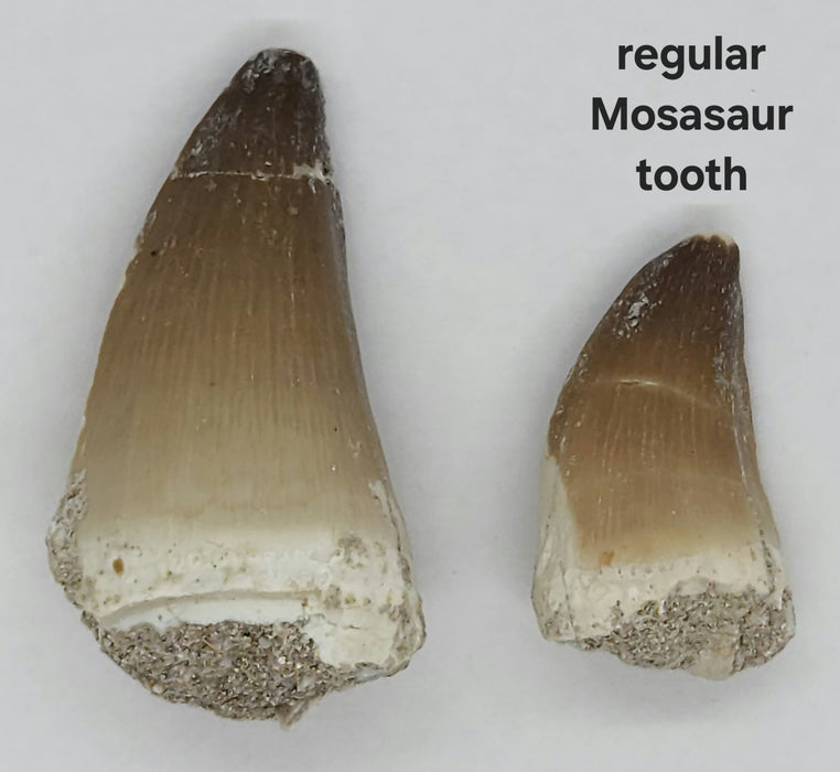 Large Mosasaur Teeth (loose) | Morocco