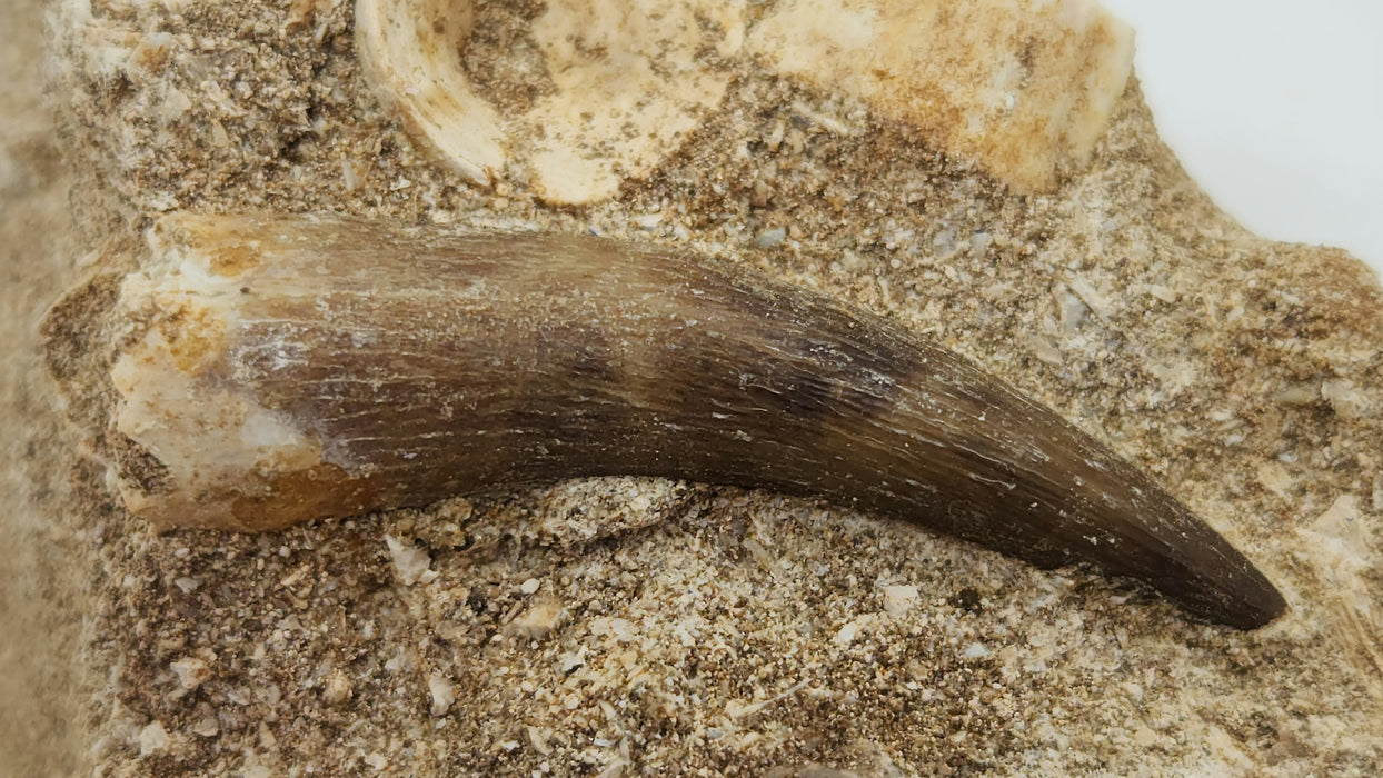 Plesiosaur Tooth in Matrix