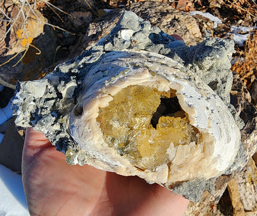 Fossil Clam Shell (Mercenaria permagna) with Honey Calcite Crystals | Okeechobee, FL