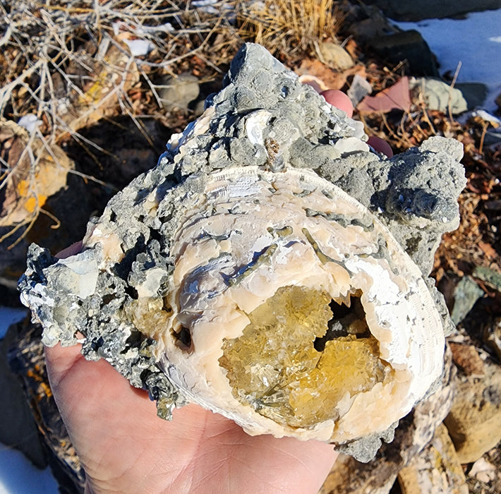 Fossil Clam Shell (Mercenaria permagna) with Honey Calcite Crystals | Okeechobee, FL