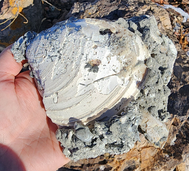 Fossil Clam Shell (Mercenaria permagna) with Honey Calcite Crystals | Okeechobee, FL