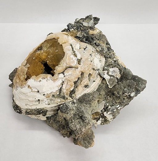 In Stone Fossils