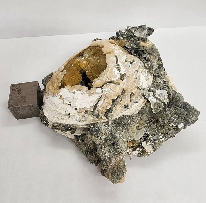 Fossil Clam Shell (Mercenaria permagna) with Honey Calcite Crystals | Okeechobee, FL