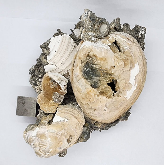 Rare Multiple Fossil Clam Shells (Mercenaria permagna) with Honey Calcite Crystals | Okeechobee, FL