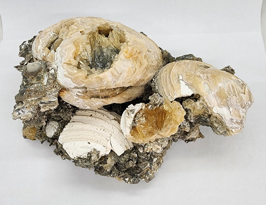 Rare Multiple Fossil Clam Shells (Mercenaria permagna) with Honey Calcite Crystals | Okeechobee, FL