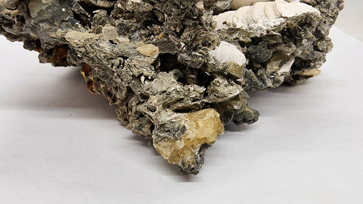 Rare Multiple Fossil Clam Shells (Mercenaria permagna) with Honey Calcite Crystals | Okeechobee, FL