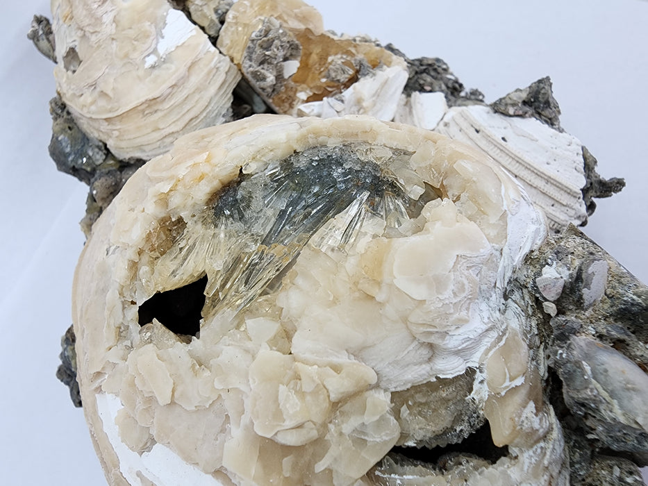 Rare Multiple Fossil Clam Shells (Mercenaria permagna) with Honey Calcite Crystals | Okeechobee, FL