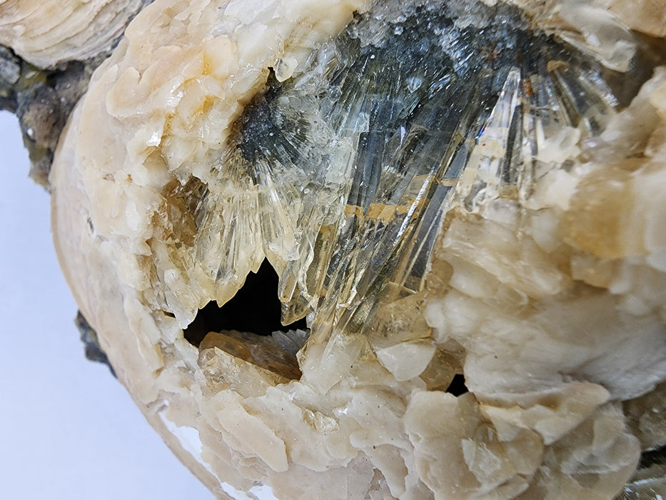 Rare Multiple Fossil Clam Shells (Mercenaria permagna) with Honey Calcite Crystals | Okeechobee, FL