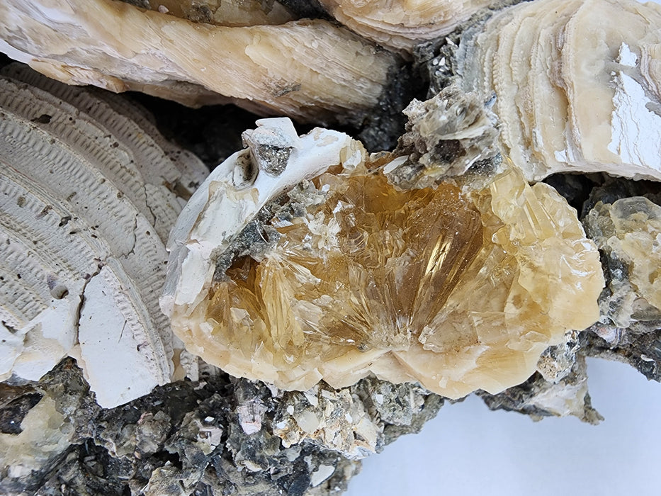Rare Multiple Fossil Clam Shells (Mercenaria permagna) with Honey Calcite Crystals | Okeechobee, FL
